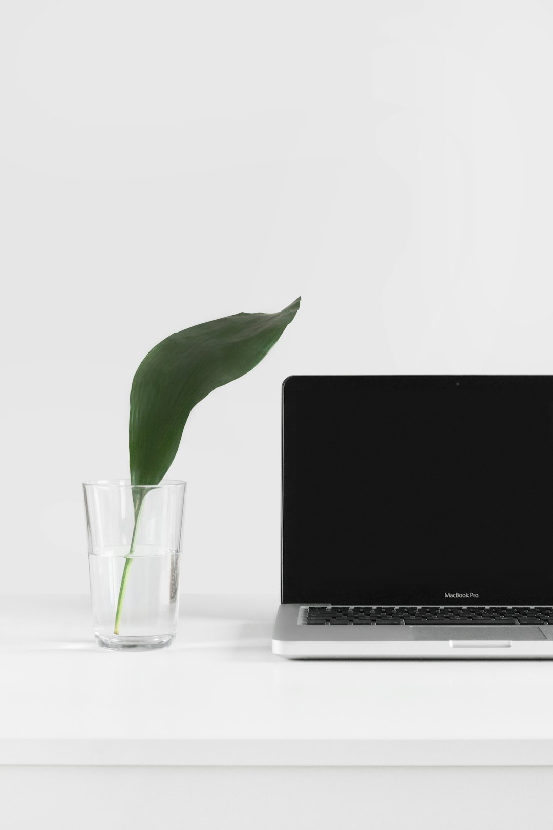 Fresh leaf near a MacBook by Backpack Brands MacBook Pro beside plant in vase